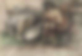 auction-image
