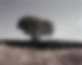 auction-image