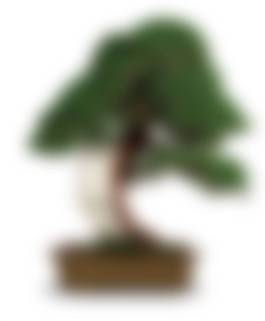 auction-image