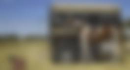 auction-image