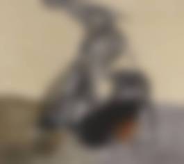auction-image