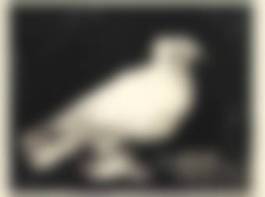 auction-image