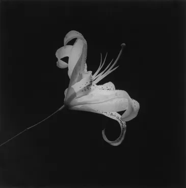 Robert Mapplethorpe ☆ Lydia Cheng ☆ ポスター - cmcb2dejulho2.com.br