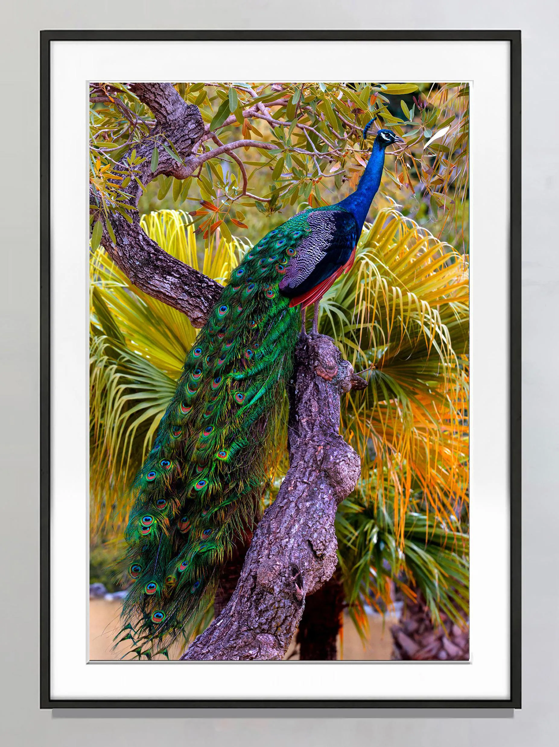 Iridescent Peacock Plumage Feathers - Blue