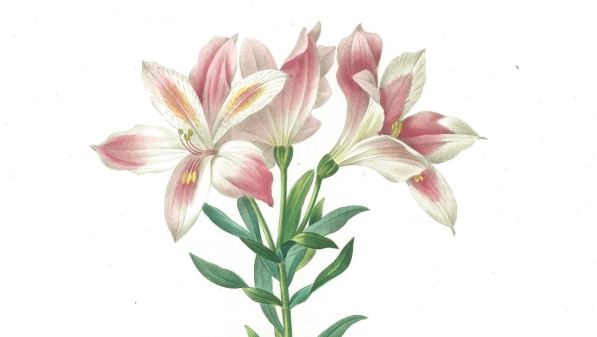 PierreJoseph Redoute Galleries Widewalls