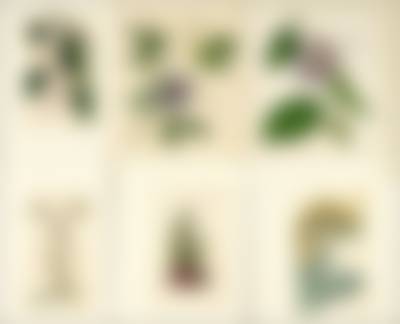 auction-image