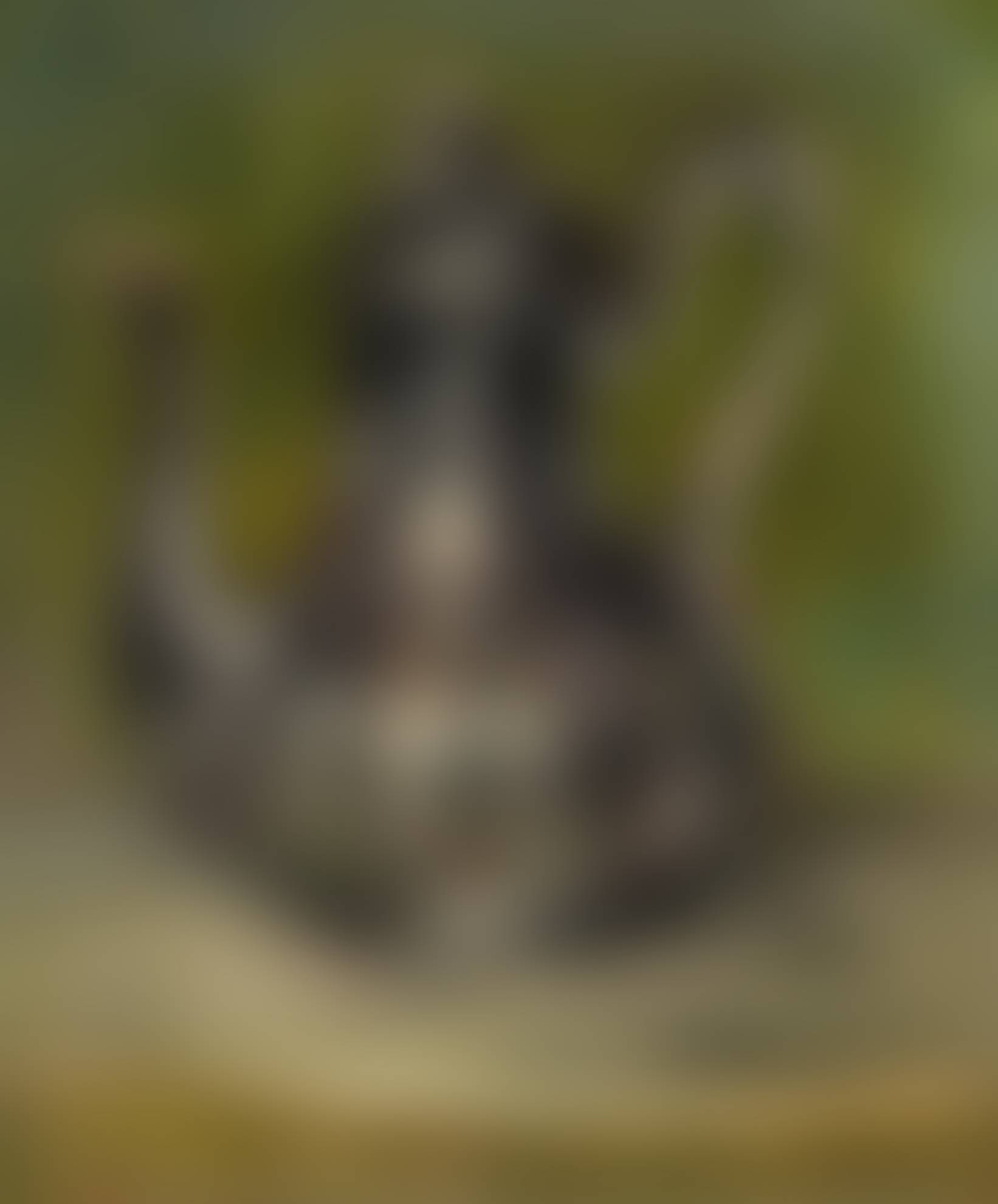 auction-image