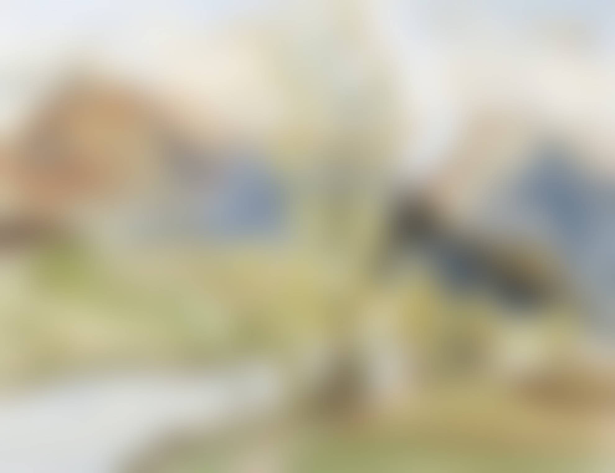 auction-image