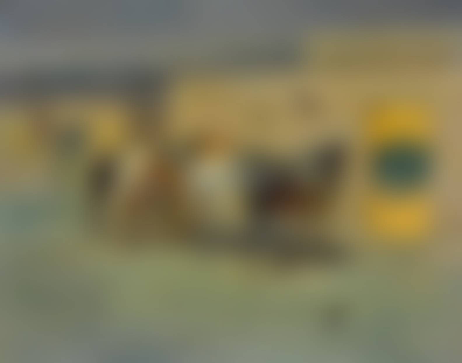 auction-image