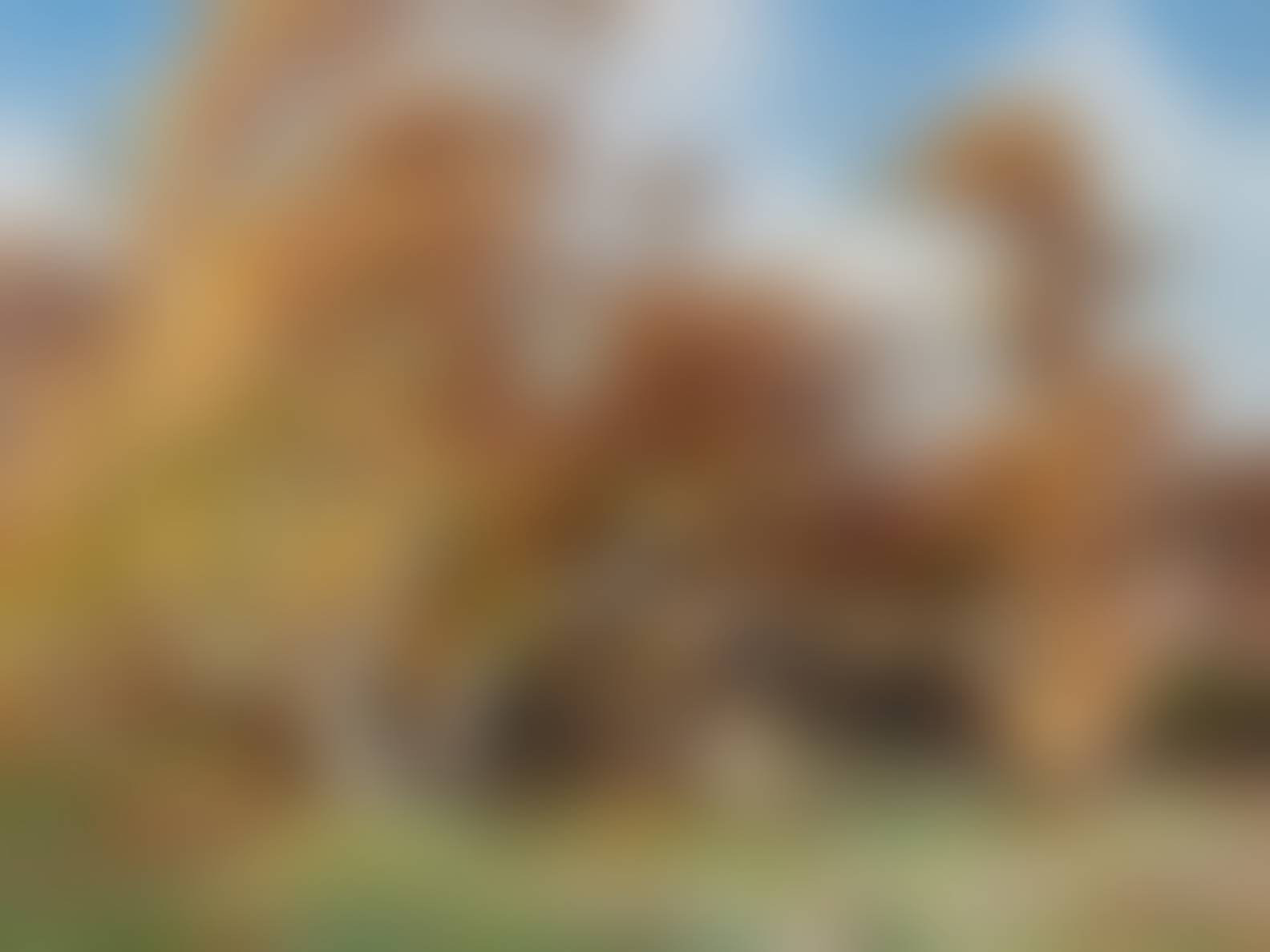auction-image