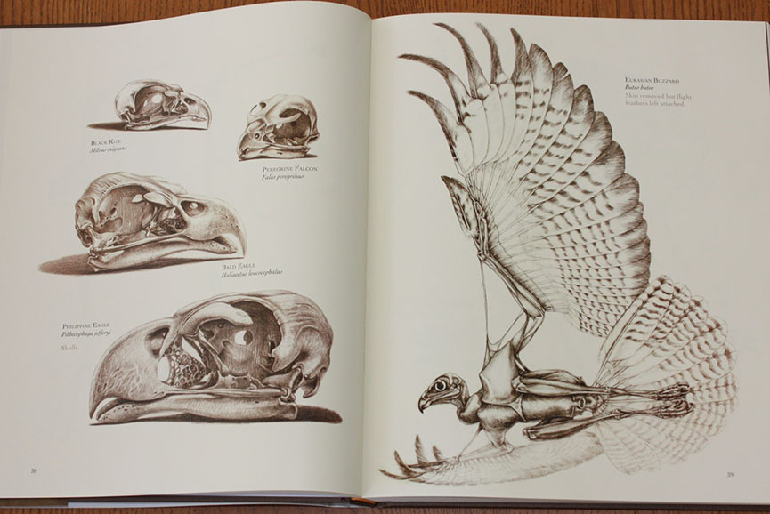 Ten Best Books on Animal and Human Anatomy for Artists | Widewalls