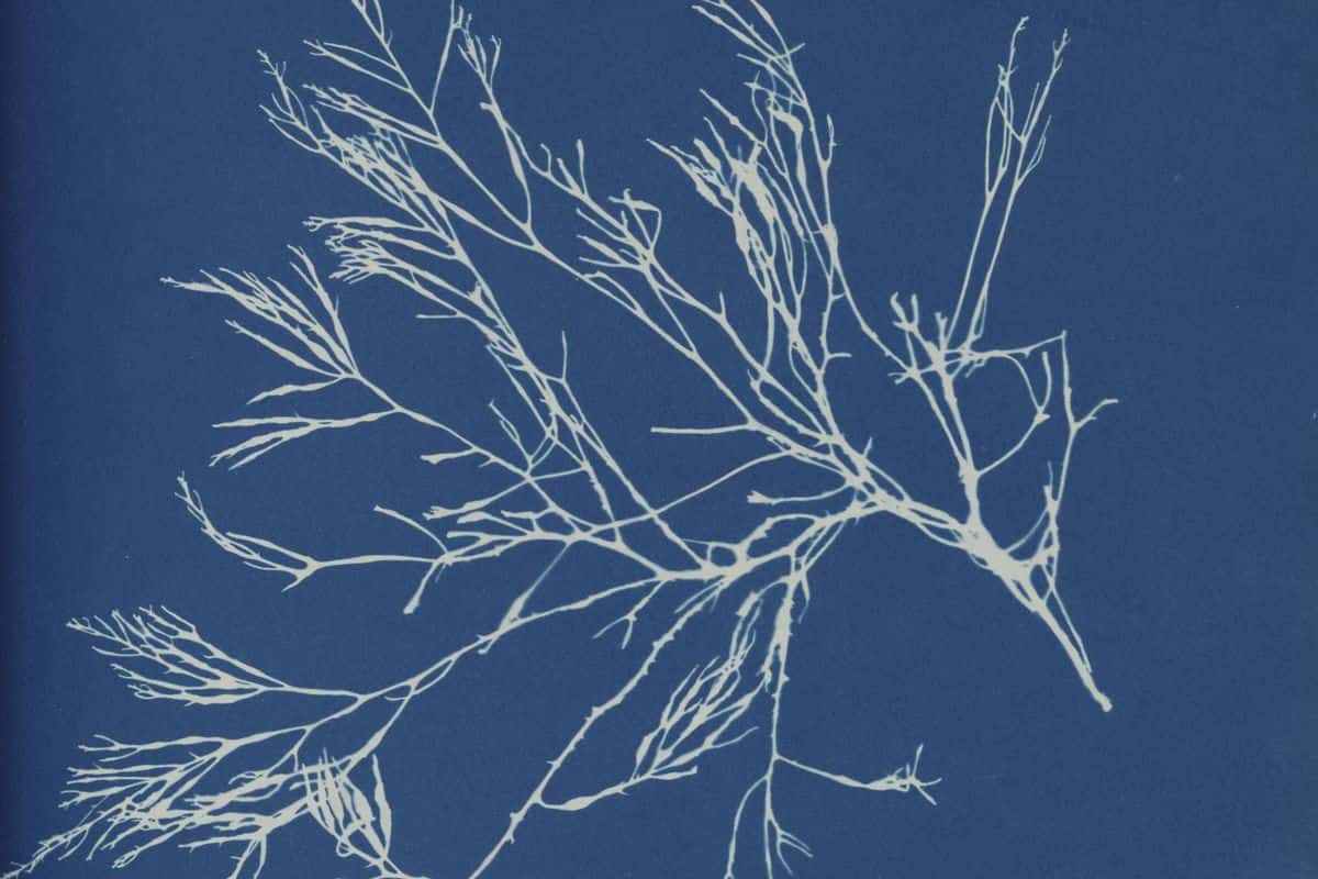 Photographs Of British Algae Mesmerizing Cyanotypes By Botanical Photographer Anna Atkins 6858