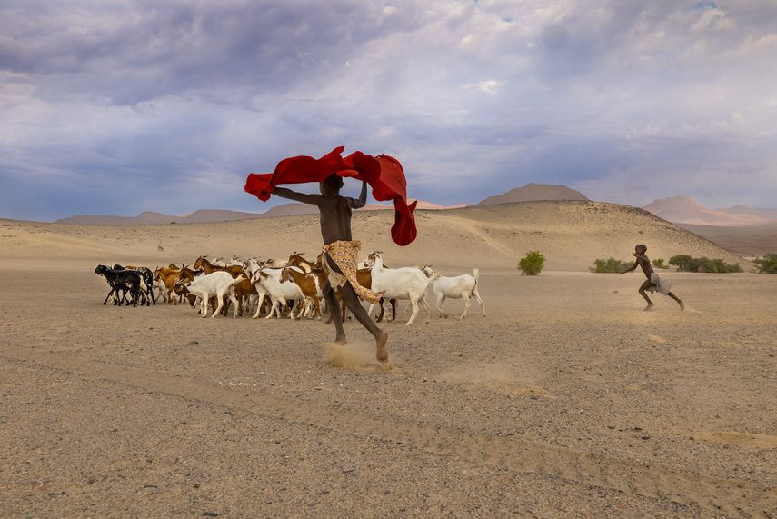 Steve McCurry, Himba Shepherds Take Their Goatsto Graze, Namibia, 2023