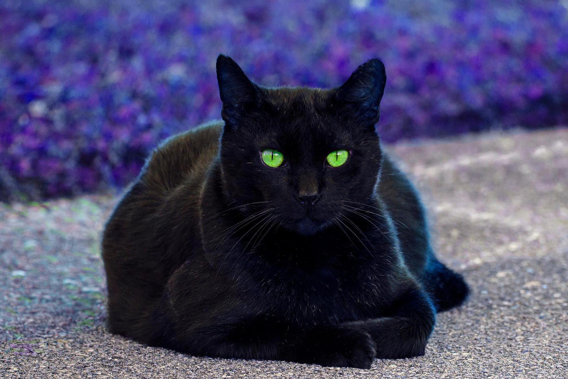 Robert Funk Black Cat Green Eyes Widewalls