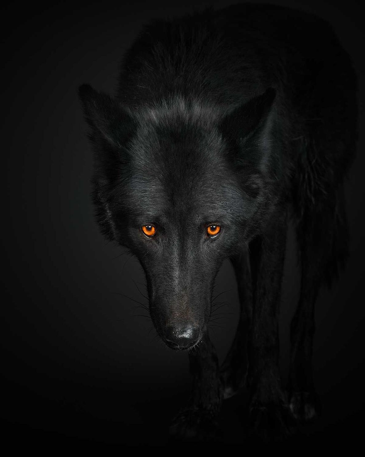 black wolf with green eyes