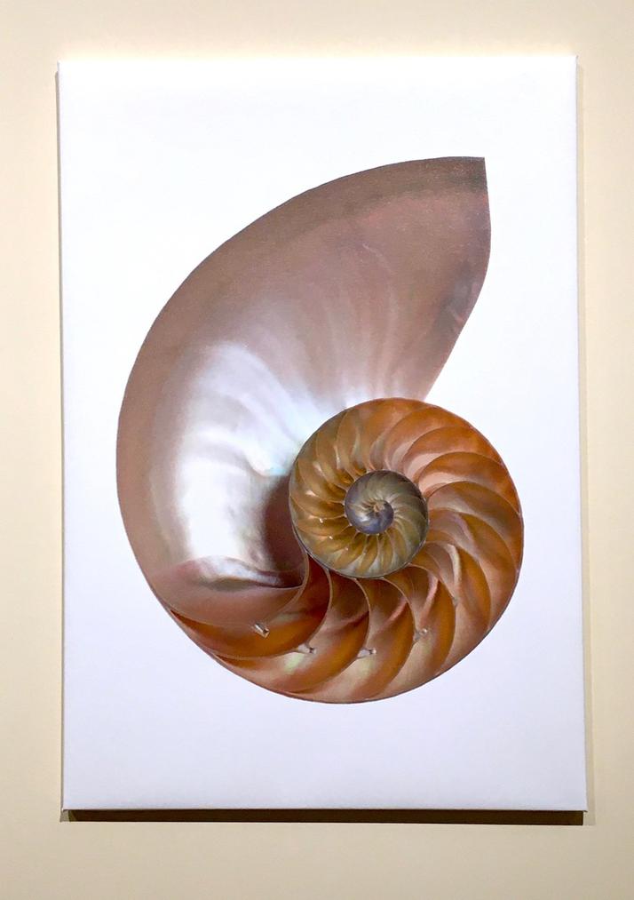 Tommy Flynn Nautilus Shell Widewalls