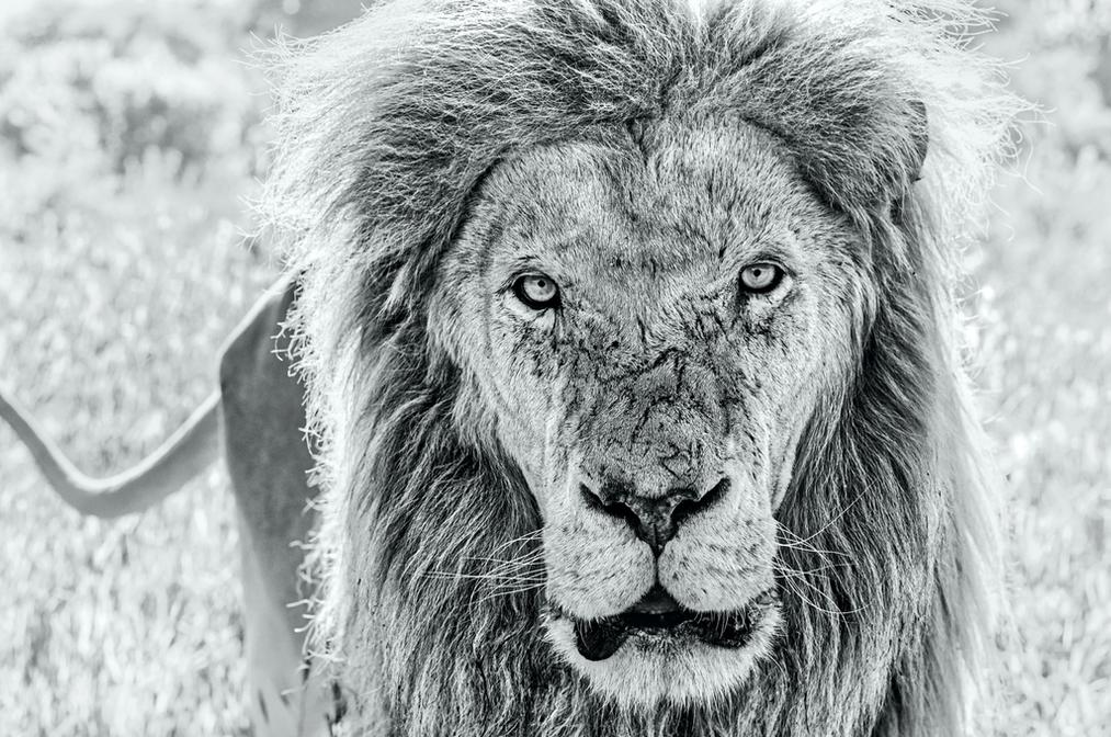 David Yarrow Scarface Widewalls