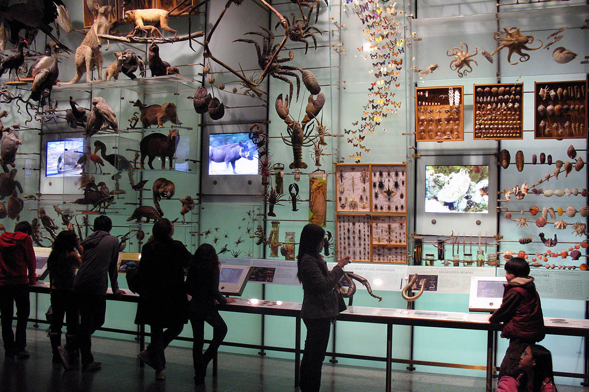 American Museum of Natural History Employees Push to Unionize | Widewalls